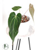 Anthurium crystallinum x Ace of Spades