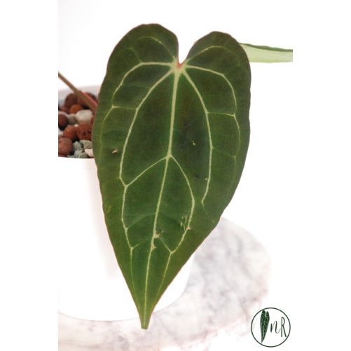 Anthurium crystallinum x Ace of Spades