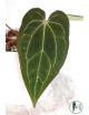 Anthurium crystallinum x Ace of Spades