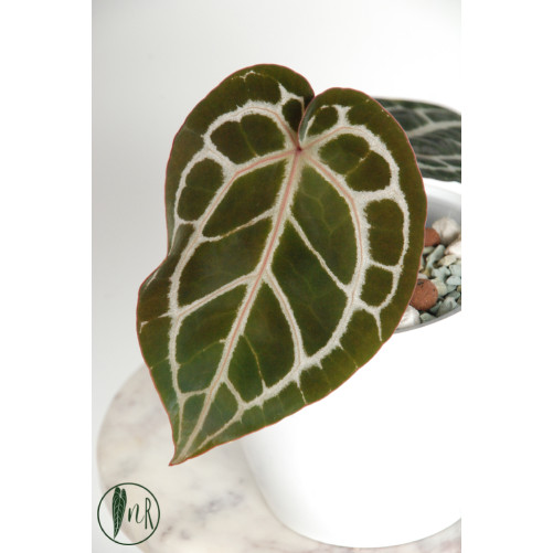 Anthurium Michelle