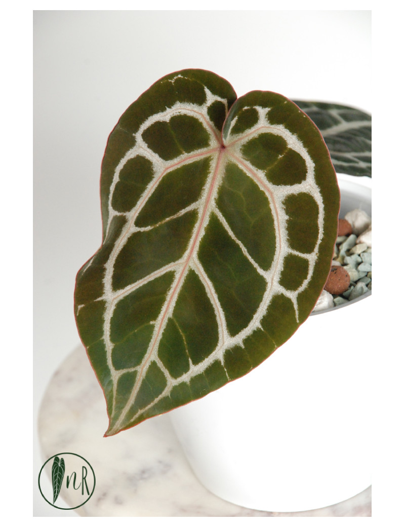Anthurium Michelle