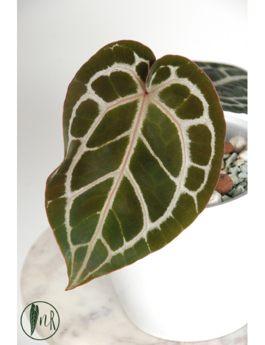 Anthurium Michelle