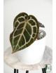 Anthurium Michelle