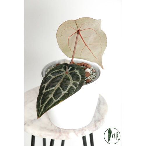 Anthurium Michelle