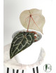 Anthurium Michelle