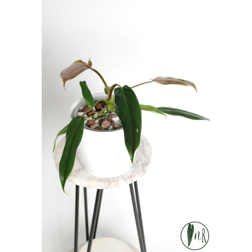 Philodendron Dayaneth...