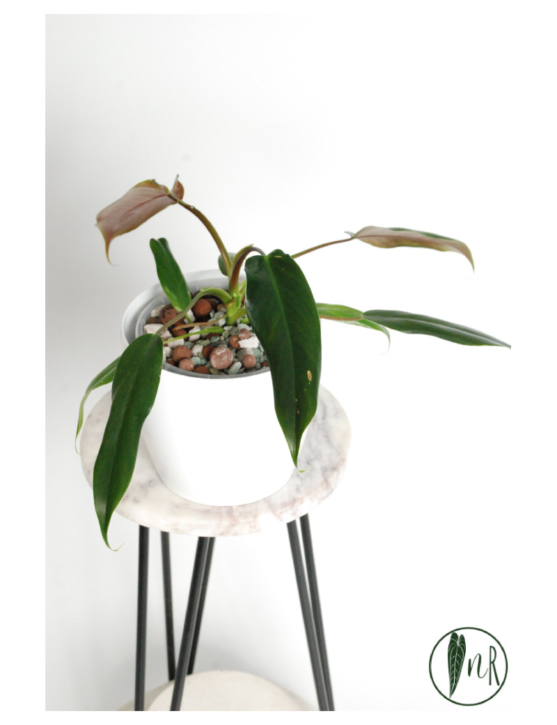 Philodendron Dayaneth dreams (Philodendron paloraense cf x spiritus-sancti)