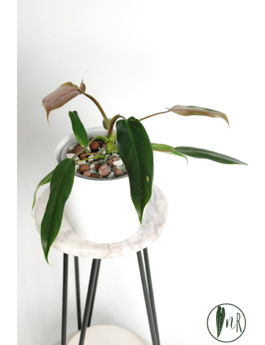 Philodendron Dayaneth dreams (Philodendron paloraense cf x spiritus-sancti)