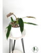 Philodendron Dayaneth dreams (Philodendron paloraense cf x spiritus-sancti)