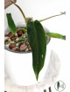 Philodendron Dayaneth dreams (Philodendron paloraense cf x spiritus-sancti)
