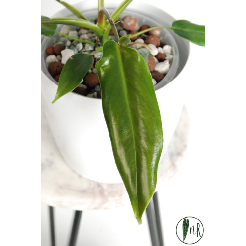 Philodendron Dayaneth dreams (Philodendron paloraense cf x spiritus-sancti)