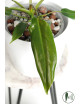 Philodendron Dayaneth dreams (Philodendron paloraense cf x spiritus-sancti)