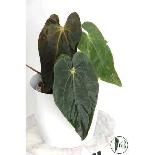 Anthurium papillilaminum