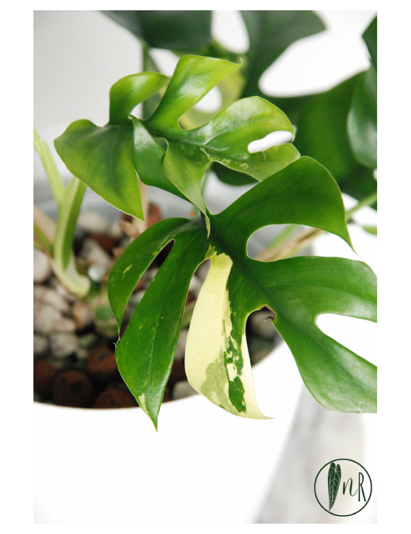 Rhaphidophora tetrasperma variegata