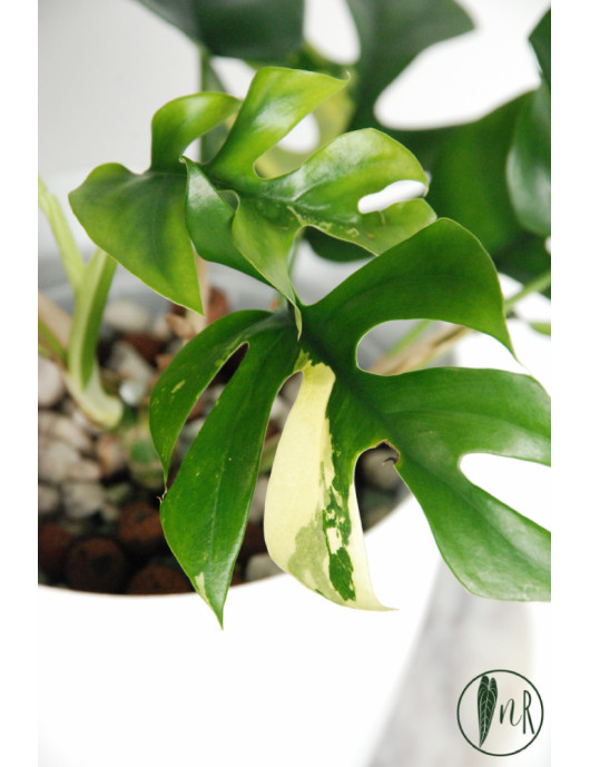 Rhaphidophora tetrasperma variegata