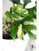 Rhaphidophora tetrasperma variegata