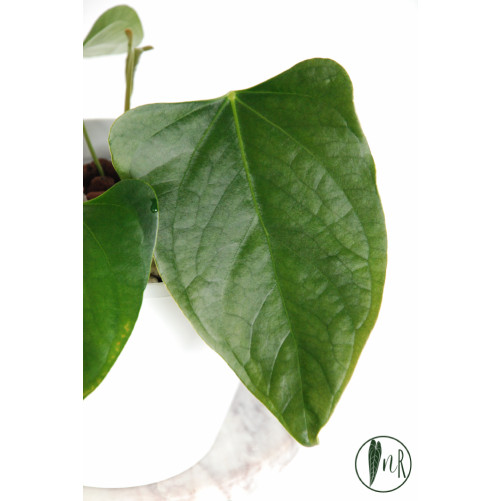 Anthurium besseae aff x...
