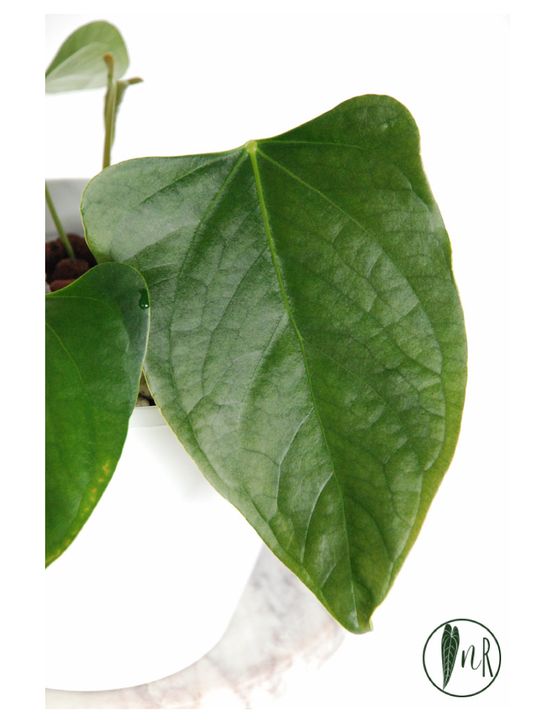 Anthurium besseae aff x pinkleyi (jungle dreams)