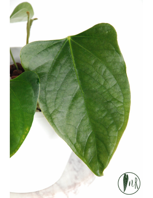 Anthurium besseae aff x pinkleyi (jungle dreams)