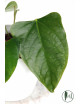 Anthurium besseae aff x pinkleyi (jungle dreams)