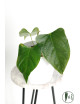Anthurium besseae aff x pinkleyi (jungle dreams)