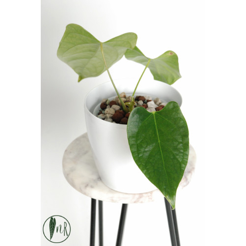 Anthurium besseae aff x pinkleyi (jungle dreams)