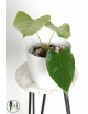 Anthurium besseae aff x pinkleyi (jungle dreams)
