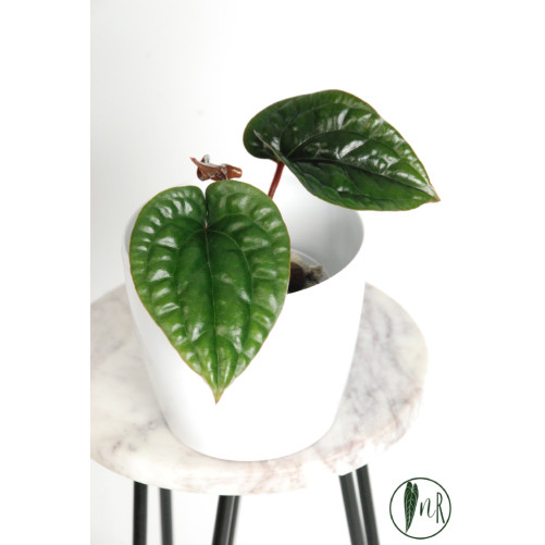 Anthurium radicans x luxurians