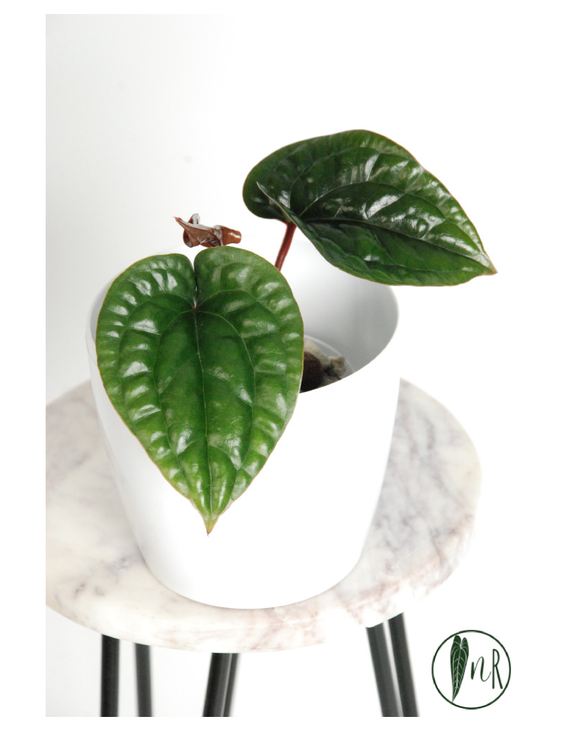 Anthurium radicans x luxurians