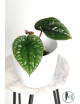 Anthurium radicans x luxurians
