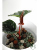 Anthurium radicans x luxurians