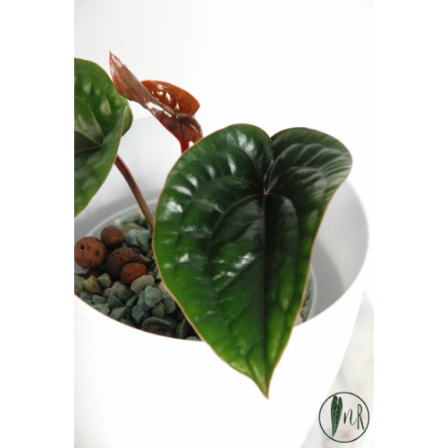Anthurium radicans x luxurians