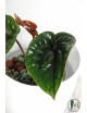Anthurium radicans x luxurians