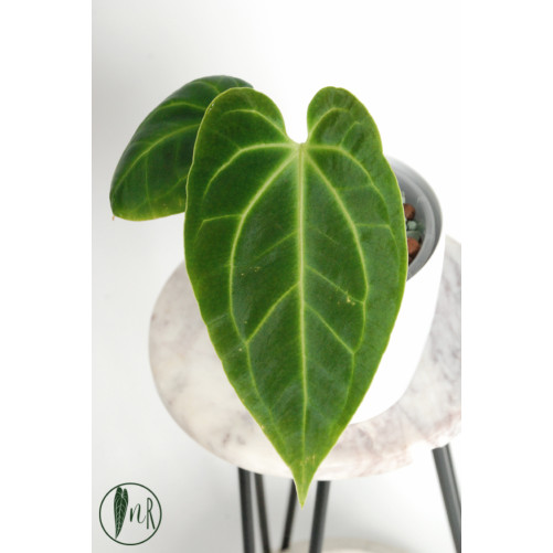 Anthurium besseae aff