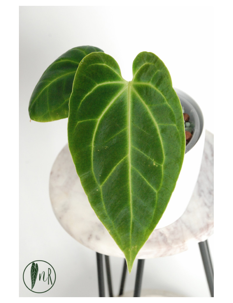 Anthurium besseae aff