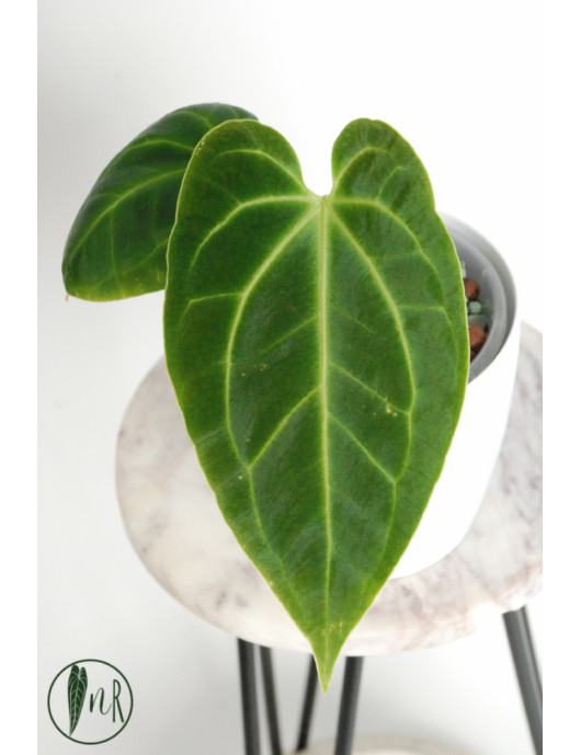 Anthurium besseae aff
