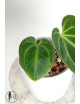 Anthurium besseae aff