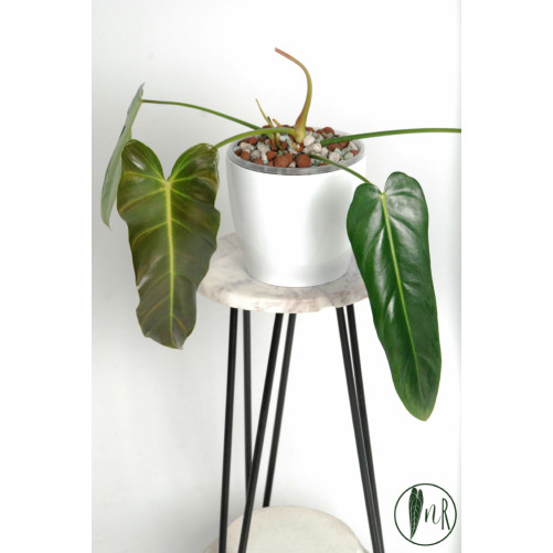 Philodendron esmeralda...