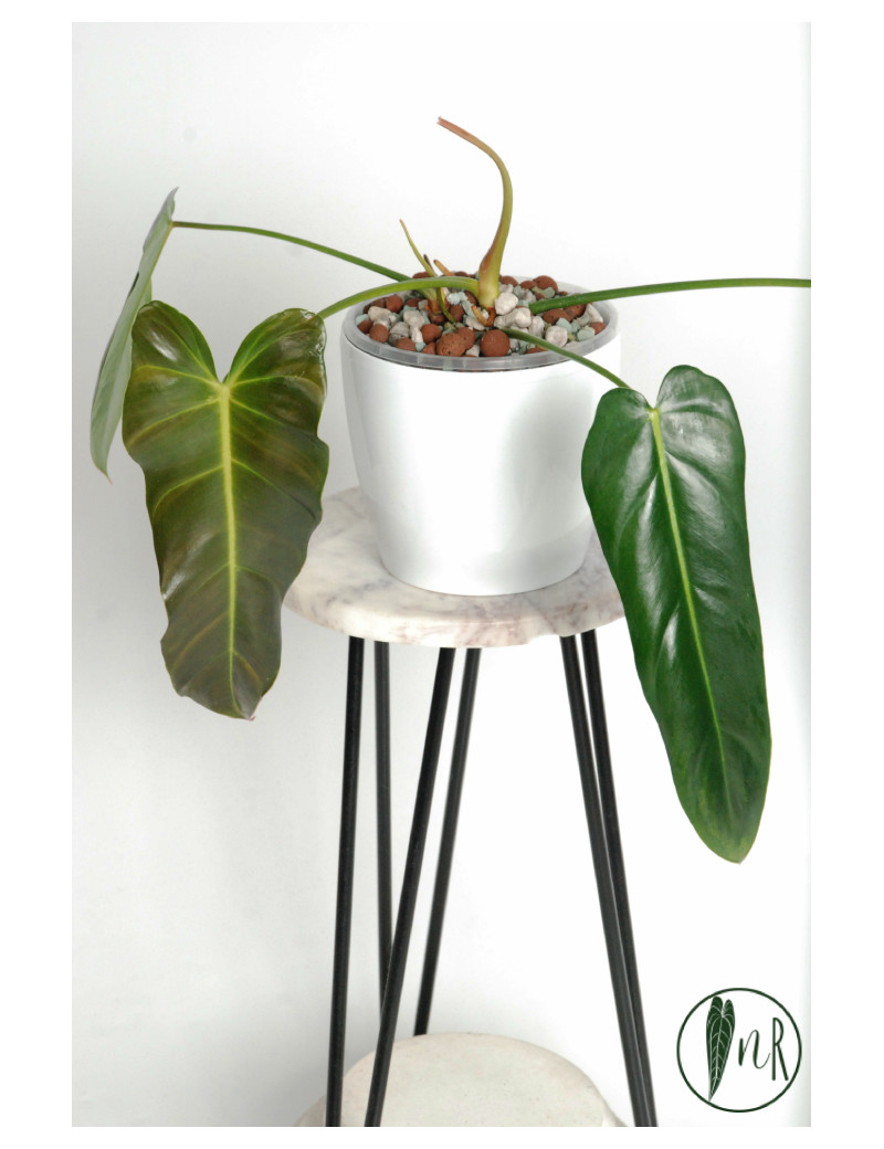 Philodendron esmeralda spirit narrow