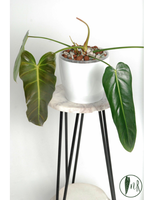 Philodendron esmeralda spirit narrow