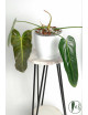 Philodendron esmeralda spirit narrow