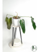 Philodendron esmeralda spirit narrow