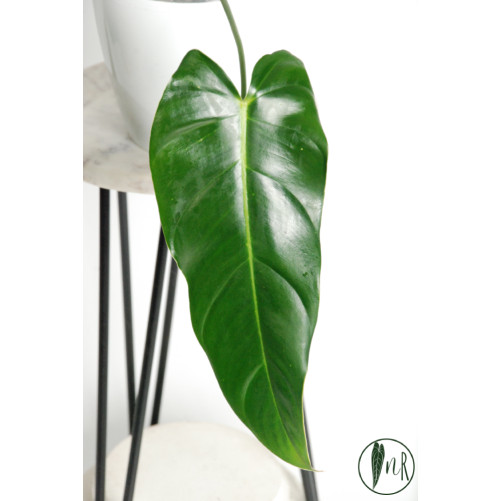 Philodendron esmeralda spirit narrow