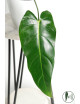 Philodendron esmeralda spirit narrow