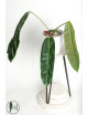 Philodendron patriciae