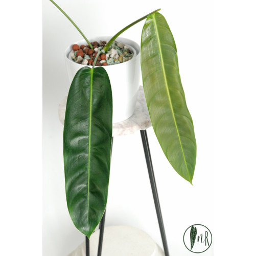 Philodendron patriciae