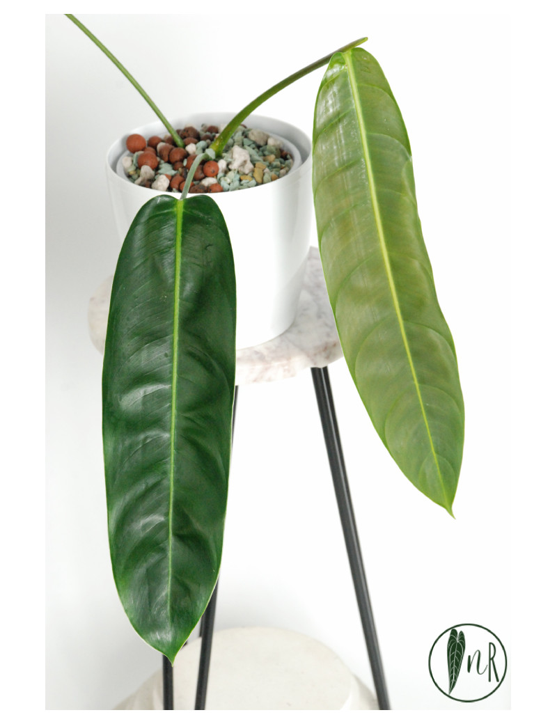 Philodendron patriciae