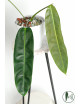 Philodendron patriciae