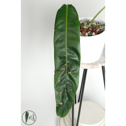 Philodendron patriciae