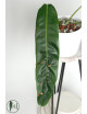 Philodendron patriciae